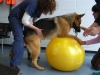 bailey-on-ball