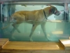 great-dane-in-treadmill_250x188