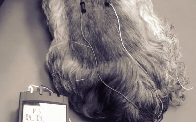 NEW RANGE OF ACUPUNCTURE COURSES FROM ABVA