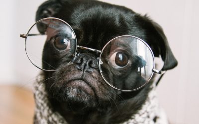 BVRSMA Autumn Course and AGM