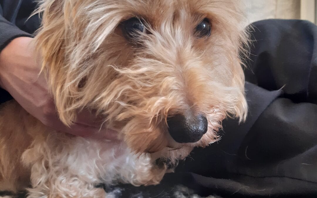 Albert – 5 year old male miniature dachshund