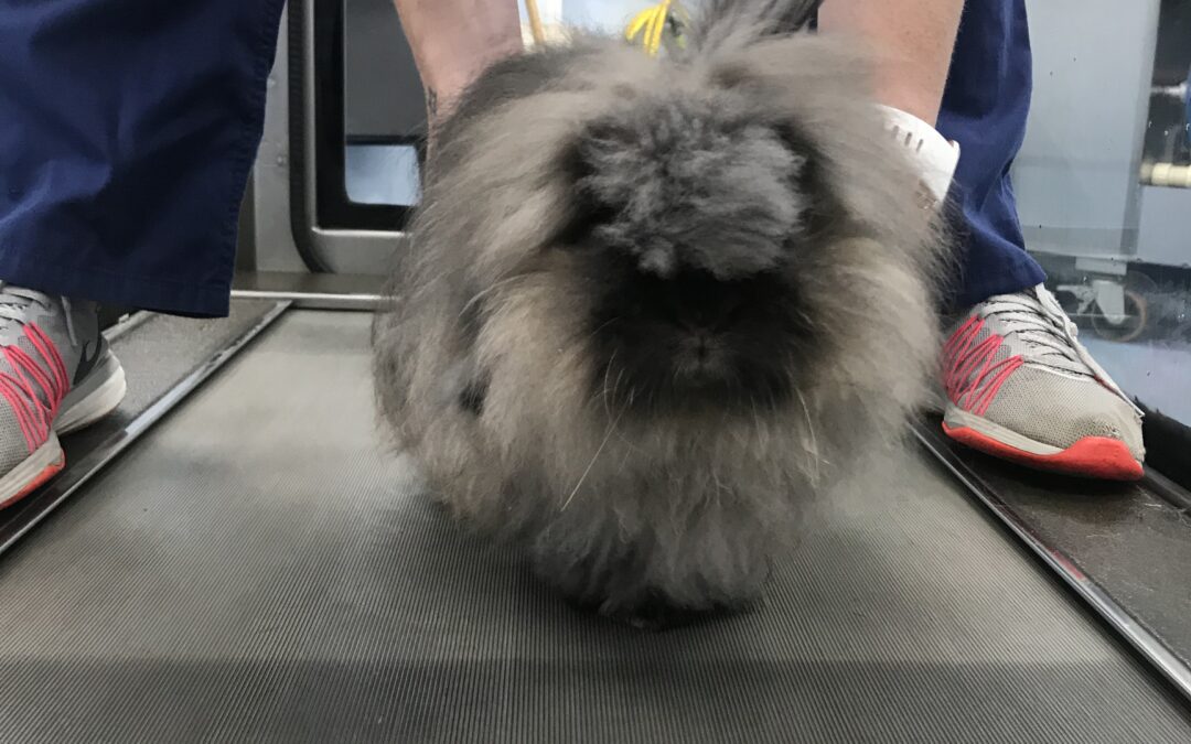 Blodwen – 4 Year Old Female Neutered Domestic Rabbit