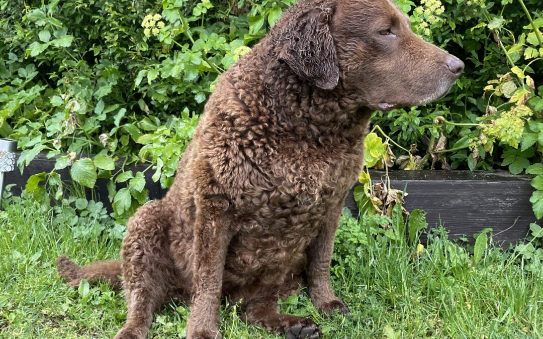 Fudge – 9 year FN Chesapeake Bay Retriever