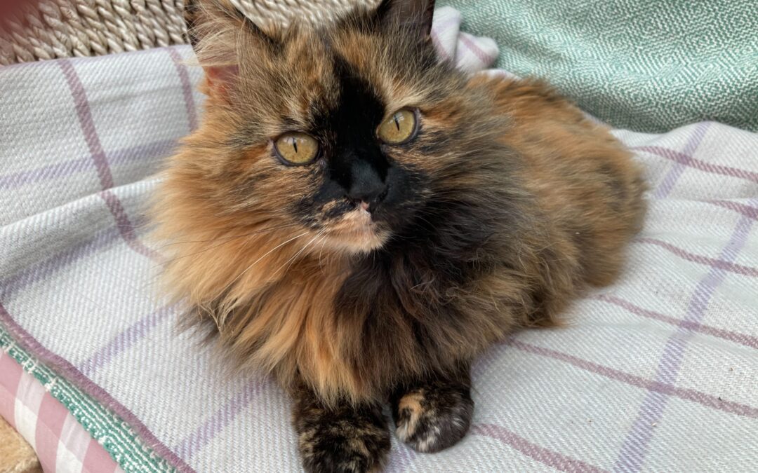 Ginger – 14 year old FN DLH cat