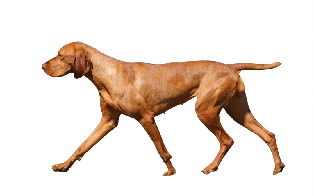 Gait Analysis – what tools can we use, and what can they tell us?