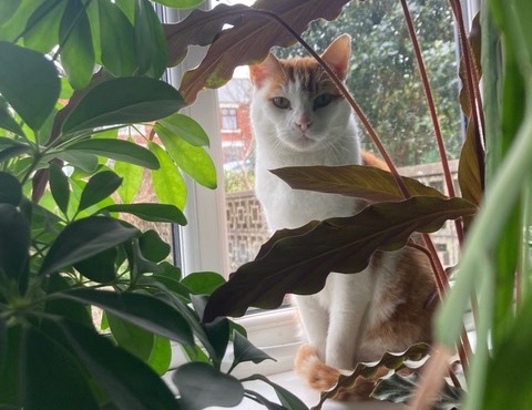 Hugo – 13 Year Old Male Neutered Domestic Shorthair Cat