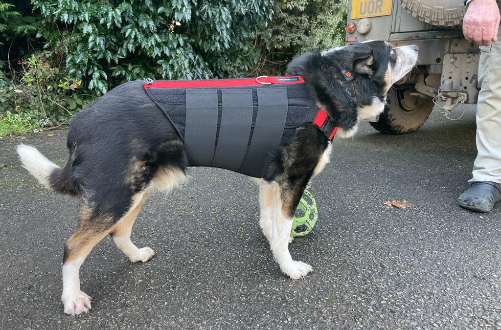 Drift – 8yo ME Border Collie 
