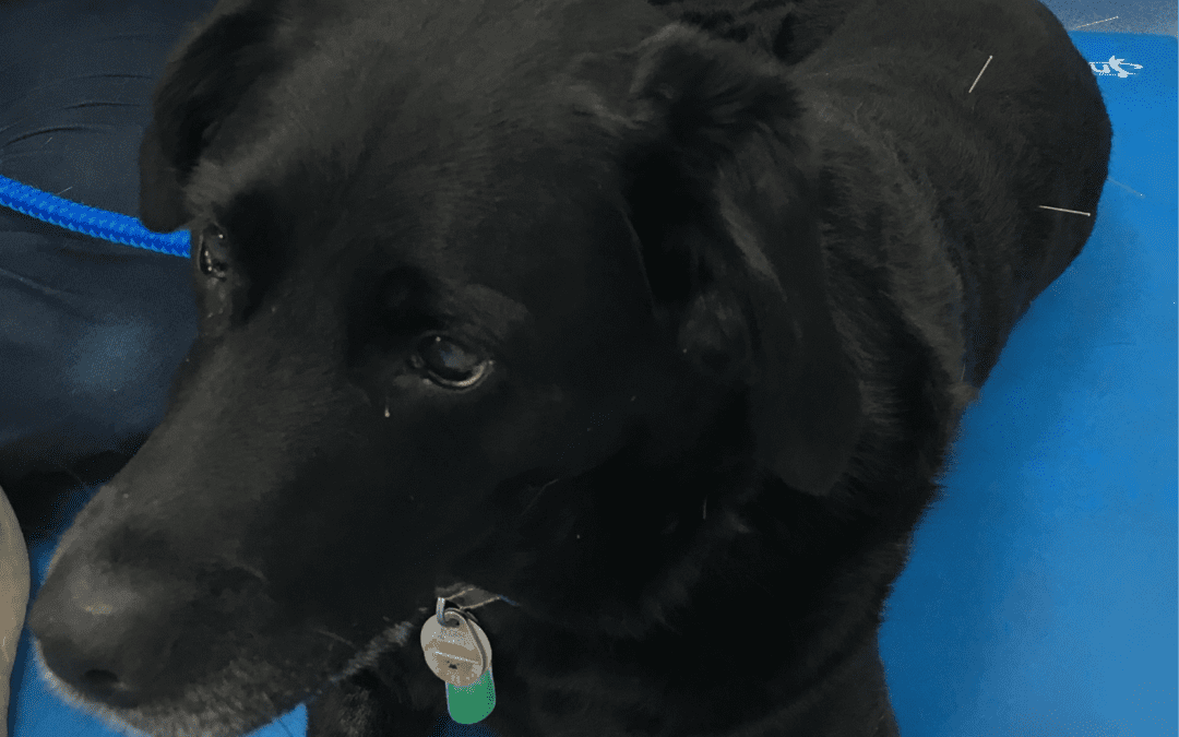 Topsy – 7 year old female Labrador