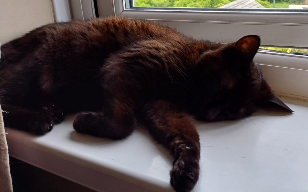 Pepper- 18 year old female neutered DSH